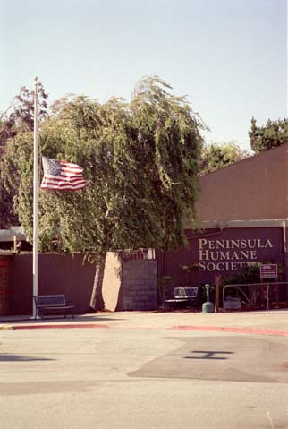 Flag at Half Staff, Peninsula Humane Society