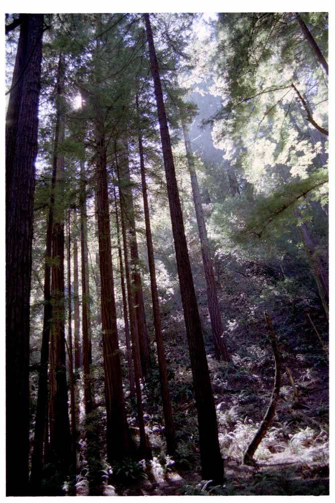 Muir Woods