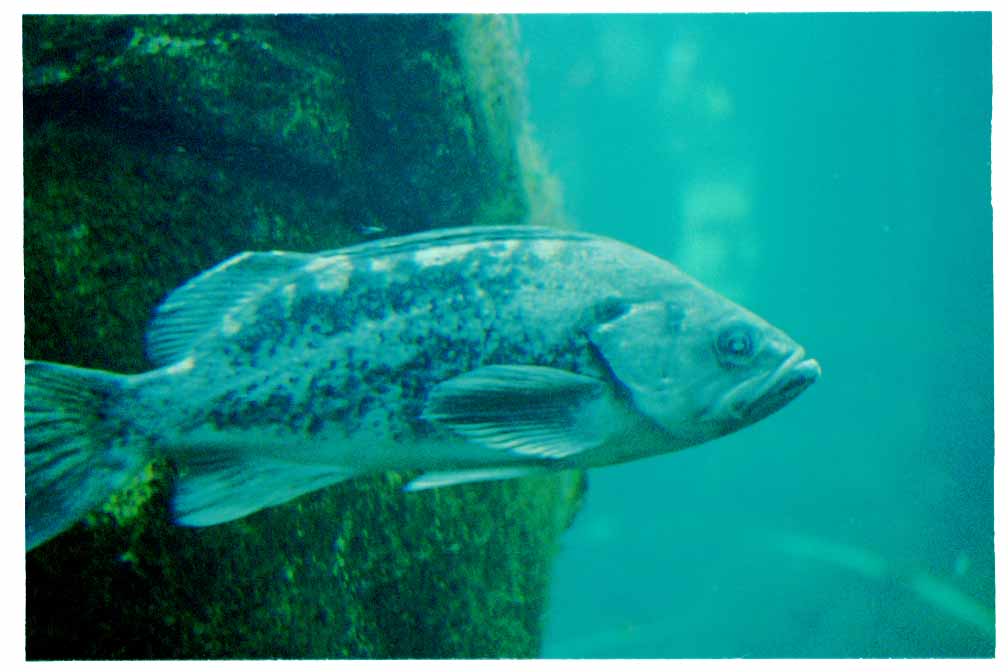 Monterey Bay Aquarium Fish