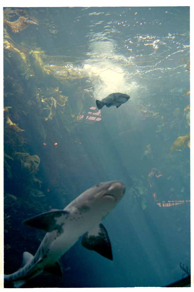 Monterey Bay Aquarium Fish
