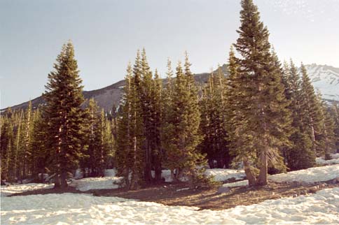 Mt Shasta