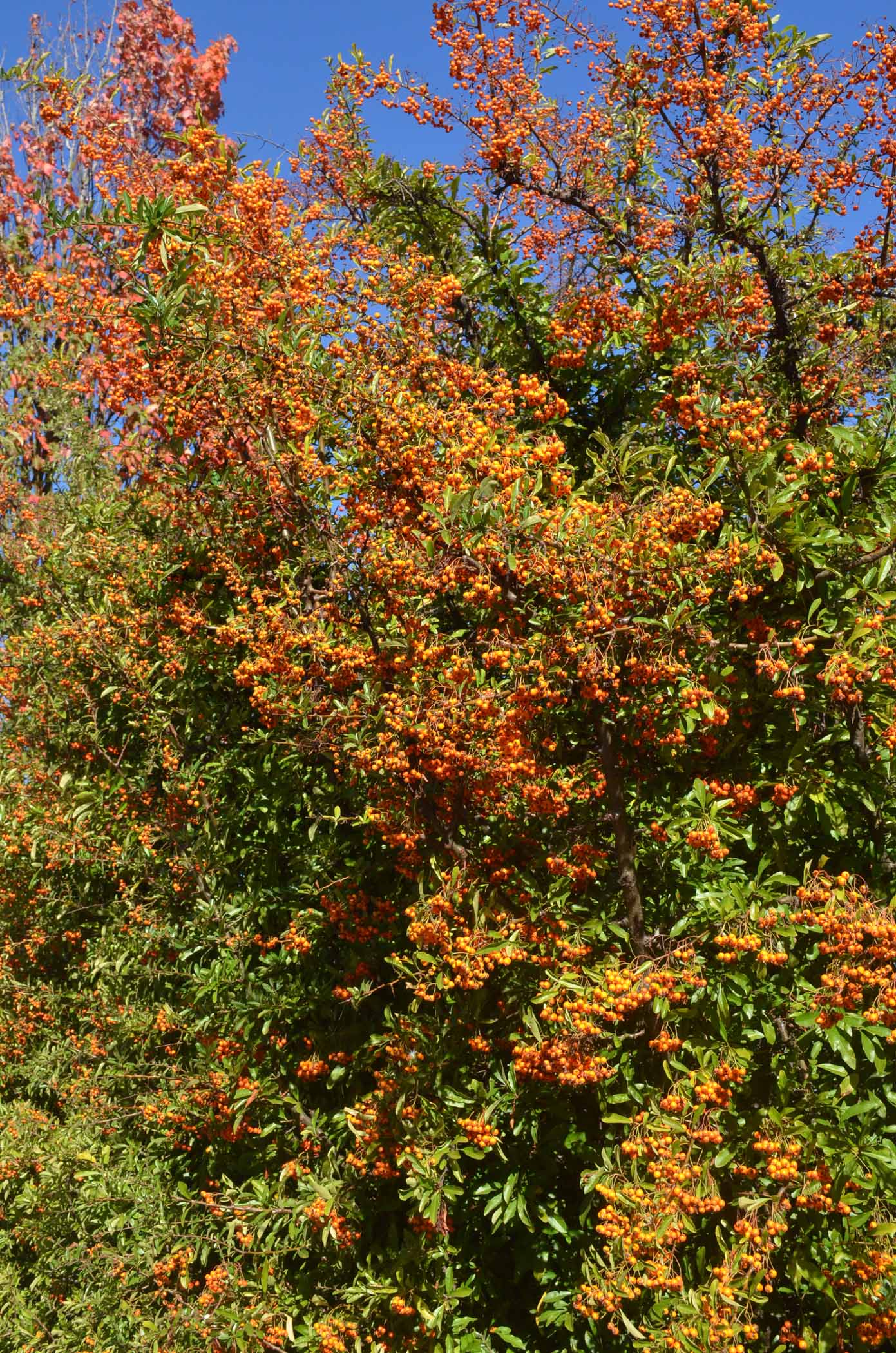 Fall Trees in Vancouver Park