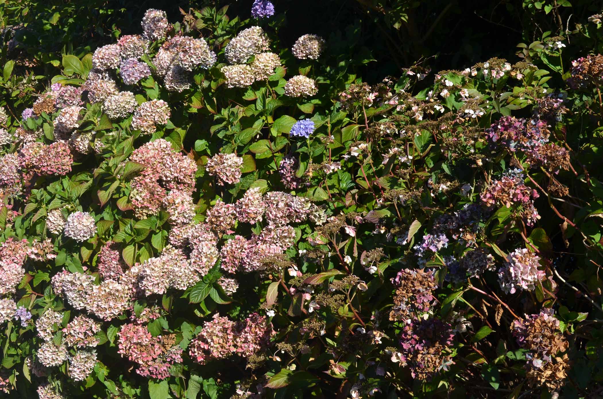 Flowers in Vancouver Park